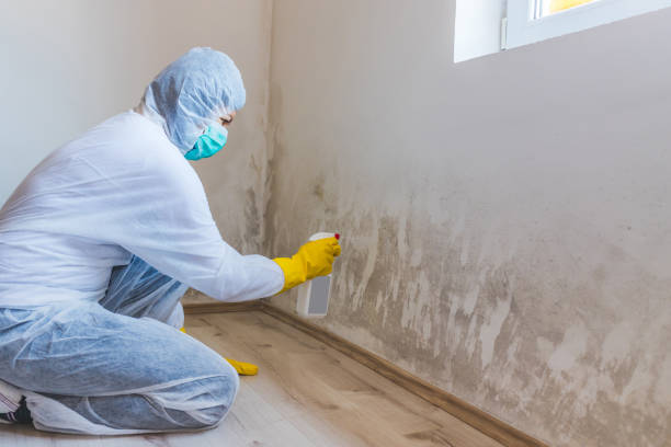 Licensed Mold Inspection service in Point Pleasant, NJ - WQB Mold Removal